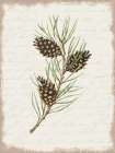 Pine Cone Botanical I Art Print