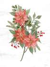 Poinsettia Christmas Botanical Art Print