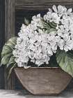 Potted Hydrangea Art Deco Print