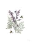 Lavender Botanical Art Print