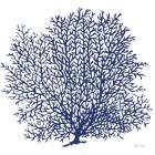 Navy Coral II Art Print