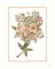 Peach Botanical II Art Print