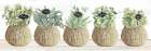 Potted Herbs Art Print