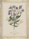 Vintage Botanical III Art Print