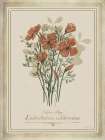 Vintage Botanical IV Art Print