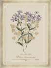 Vintage Botanical V Art Print