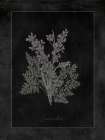 Lavendar Botanical on Black Art Print