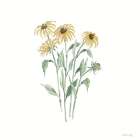 Black-eyed Susan Botanical Art Print