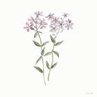 Phlox Botanical Art Print