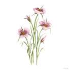 Mariposa Botanical Art Print
