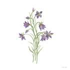 Bluebells Botanical Art Print