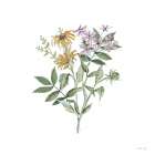 Botanical Mix I Art Print