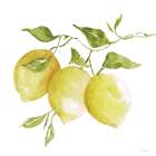 Lemon Trio I Art Print