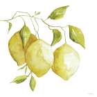 Lemon Trio II Art Print