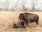 Tatanka in Winter Art Print