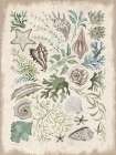 Treasures of the Tide I Art Print