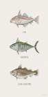 Fish Chart I Art Print