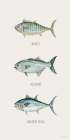 Fish Chart II Art Print