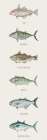Fish Chart III Art Print
