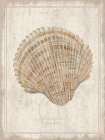 Shell Study - Cockle Art Deco Print