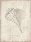 Shell Study - Busycon Whelks Art Print