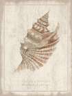 Shell Study - Branched Murex Art Print