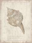 Shell Study - Striped Fox Conch Art Print