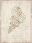 Shell Study - Humphreys Wentletrap Art Deco Print