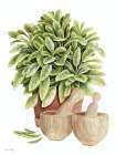 Potted Sage Art Print