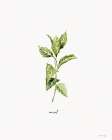 Mint Herb Art Print