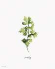 Parsley Herb Art Print