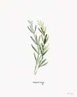 Rosemary Herb Art Print