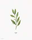 Sage Herb Art Print