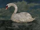 Dark Lake Swan Art Print