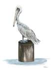 Pelican Side Eye Art Print