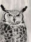 Charcoal Owl Art Print