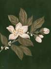 Fleeting Flower Art Print