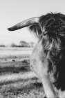 Black and White Art Print