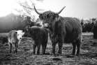 Cow Family Art Print