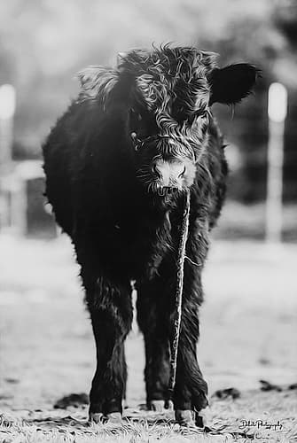 Single Cow Art Print