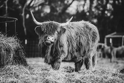 Hungry Cow I Art Print