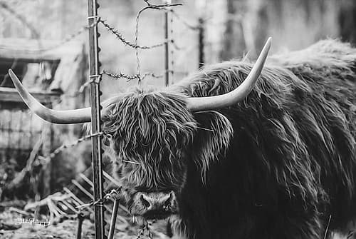 Highland and Fence Art Print