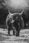 Silly Cow I Art Print