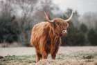 Mom Cow Art Print