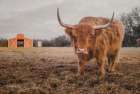 The Staring Cow Art Print