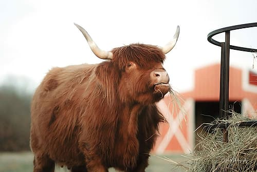 Hungry Cow II Art Print
