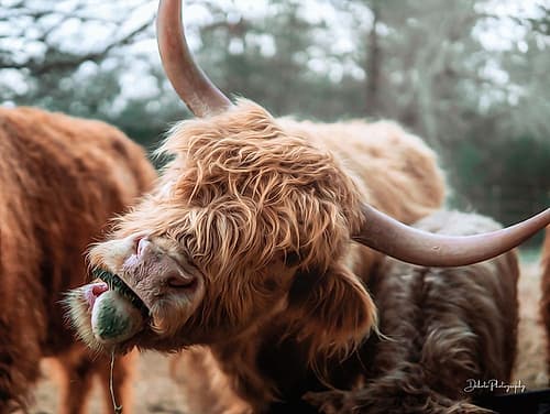 Crazy Cow II Art Print
