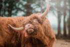 Highland Itch Art Print