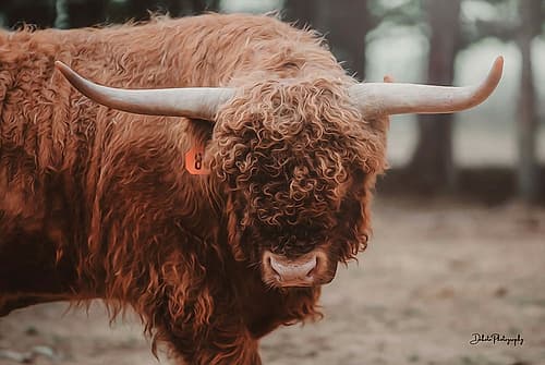 The Bull Look Art Print