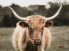 Mellow Day on the Farm I Art Print